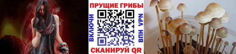 наркота  Назарово  Галлюциногенные грибы Psilocybe 